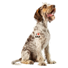 Italiano Spinone Sapa