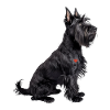 Terrier Scottish Sapa