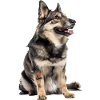 Vallhund Sapa suédois