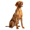 Vizsla Dad Vapa