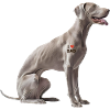Weimaraner Dad Wapa