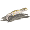 Leopard Gecko Reptile Pet Gecko