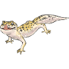 Leopard Gecko Reptile Pet Gecko