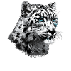 Snow Leopard Schneeleoparden Schneeleopard