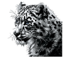 Snow Leopard Schneeleoparden Schneeleopard