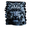 Snow Leopard Schneeleoparden Schneeleopard