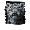 Snow Leopard Schneeleoparden Schneeleopard
