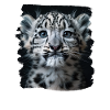 Snow Leopard Schneeleoparden Schneeleopard