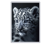 Snow Leopard Schneeleoparden Schneeleopard