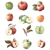 Different Apple Varieties