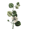 Number 7 Floral Green -7th Floral Birthday