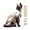 Balinese