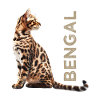 Bengal