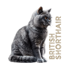 British shorthair