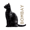 Bombay