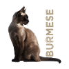 Birman