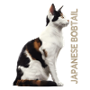 Bobtail japonais