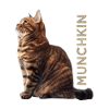 Munchkin