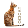 Ocicat