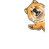 Chow-chow-hund Von Der Seite