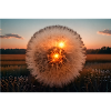 Pusteblume