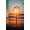 Pusteblume Sunset