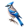 Jay