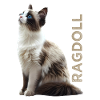 Ragdoll
