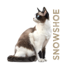Snowshoe
