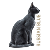 Russian blue