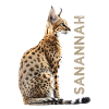 Savannah