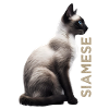 Siamese