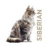 Siberian