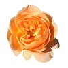 Rose isolated