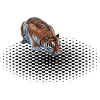 Dotted Tiger