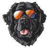 Newfoundland, Newfoundland dog, dog