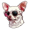 Chihuahua, dog, sunglasses, summer