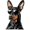 Doberman Pinscher, Dog, Sunglasses, Summer