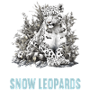 Snow Leopard Schneeleoparden Schneeleopard