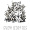 Snow Leopard Schneeleoparden Schneeleopard
