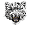 Snow Leopard Schneeleoparden Schneeleopard