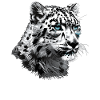 Snow Leopard Schneeleoparden Schneeleopard