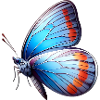 Blue Butterfly