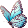 Papillon - Légèreté Envolée