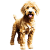 Goldendoodle Golden Doodle Dog Geometric