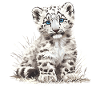Snow Leopard Schneeleoparden Schneeleopard