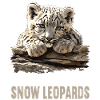 Snow Leopard Schneeleoparden Schneeleopard
