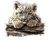Snow Leopard Schneeleoparden Schneeleopard