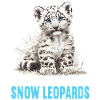 Snow Leopard Schneeleoparden Schneeleopard
