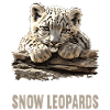 Snow Leopard Schneeleoparden Schneeleopard